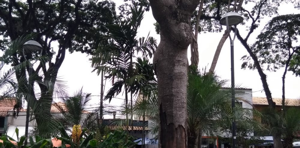 Secretaria esclarece a necessidade de remoção de árvore do Largo 21 de Abril