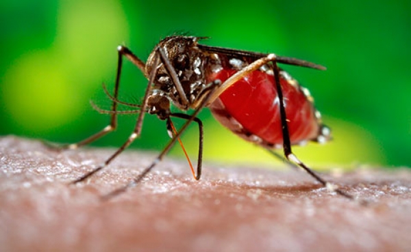 Boletim da Dengue, Chikungunya e Zica Nº 12/2016