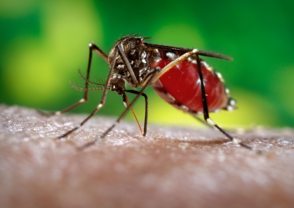 Boletim da Dengue, Chikungunya e Zica Nº 14/2016