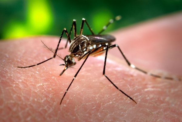 Boletim da Dengue, Chikungunya e Zica Nº 19/2016