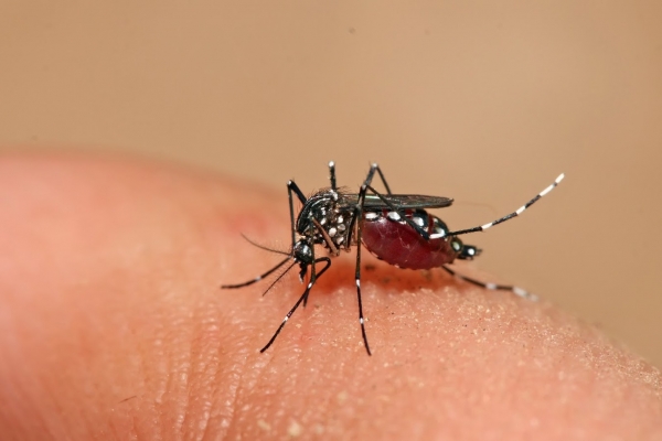 Boletim da Dengue, Chikungunya e Zica Nº 20/2016