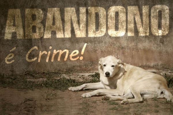 Abandonar animais é crime previsto em Lei