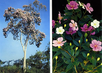 Manacá-da-serra: árvore símbolo de Embu