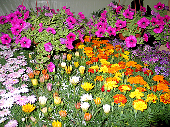 8º Festival de Flores e Plantas de Embu das Artes