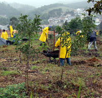 Colhendo Sustentabilidade realiza mutirão de implantação da Agrofloresta