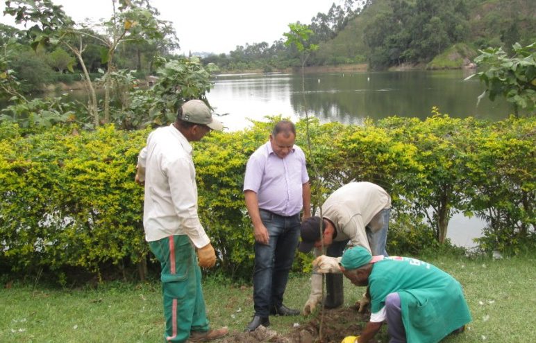 Plantio de árvores celebra Dia do Solo e do Pau-Brasil e visa conscientização ambiental