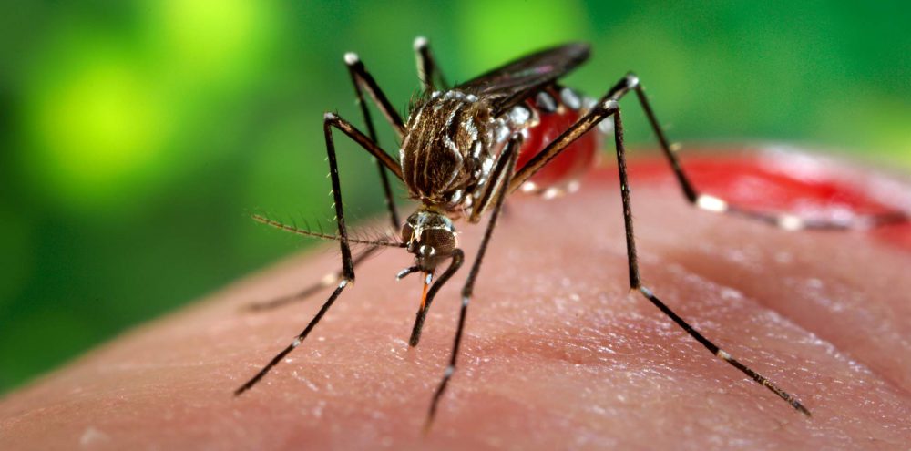 Mobilização ao combate ao mosquito Aedes aegypti