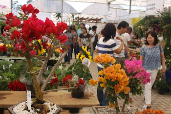 Nova data: Festival de Flores abre amanhã, 27/9, a partir das 10h, no Pq. Rizzo