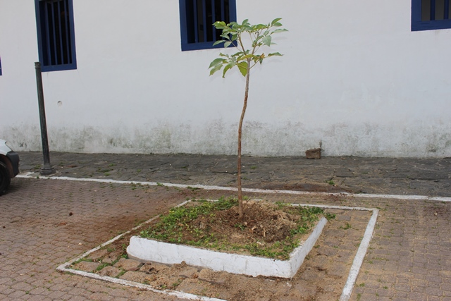 Ipê roxo é plantado no Centro Histórico após vencer votação