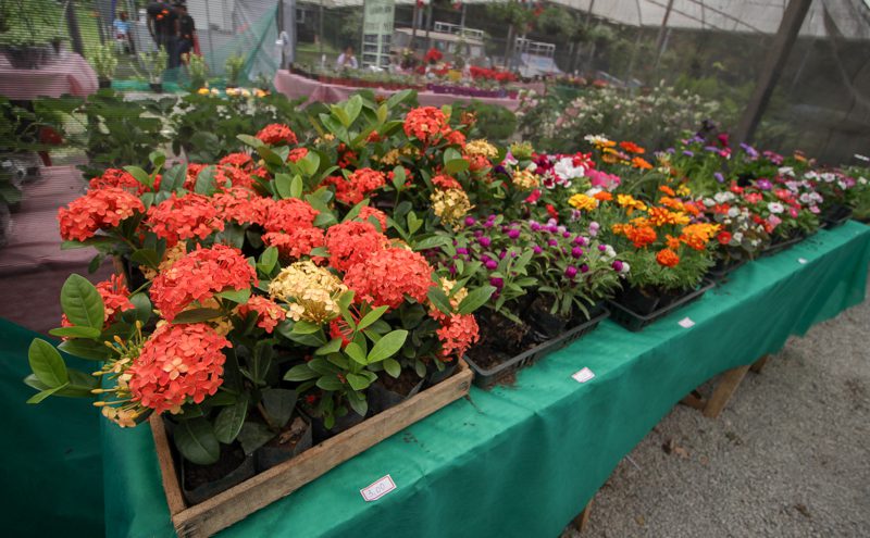 Festival da Primavera agita feriado na cidade