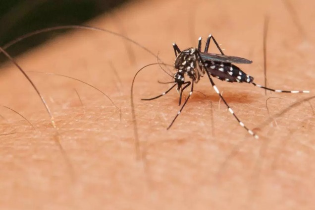 Dengue, zika e chikungunya: cuidado ao mosquito deve ser mantido o ano todo