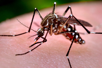 Boletim da Dengue Nº6/2015