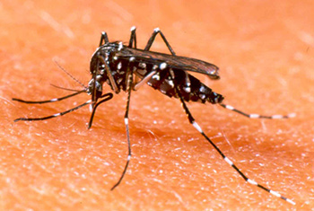 Boletim da Dengue Nº 15/2015