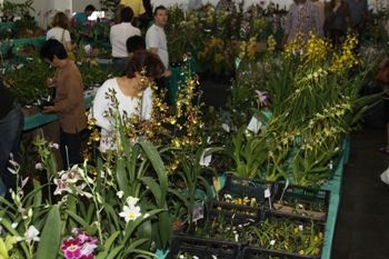 Mostra de Orquídeas atrai 5 mil pessoas, que compraram centenas de mudas