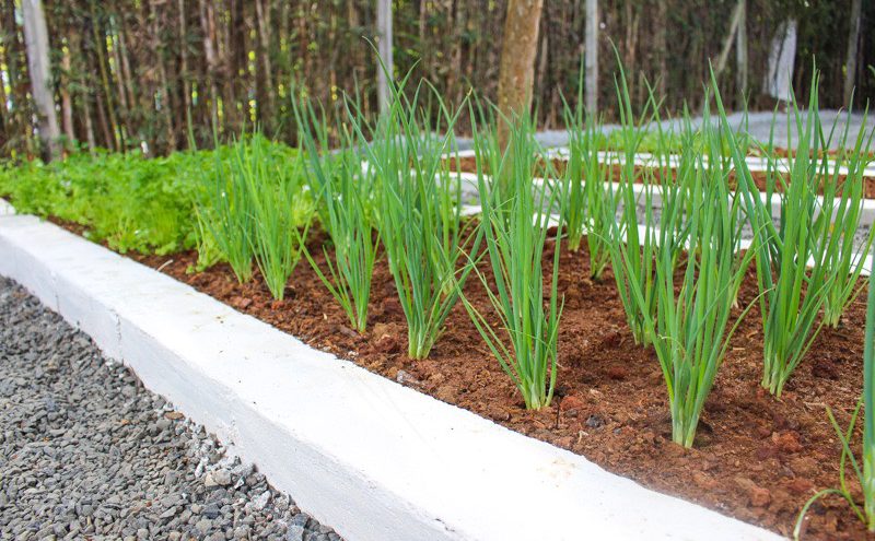 Projeto-piloto do Meio Ambiente cria horta comunitária