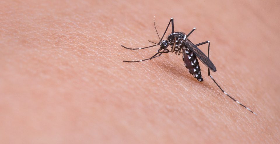 CCZ intensifica campanha contra o Aedes aegypti