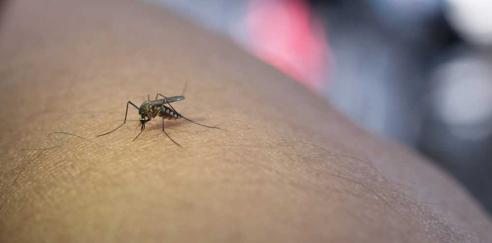 Cuidados com a dengue devem ser mantidos o ano todo