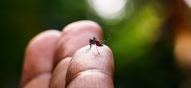 Embu das Artes contra a dengue: o combate à doença é de toda população